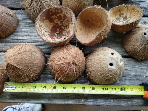 Pack coconut shell halves - 20-pack,