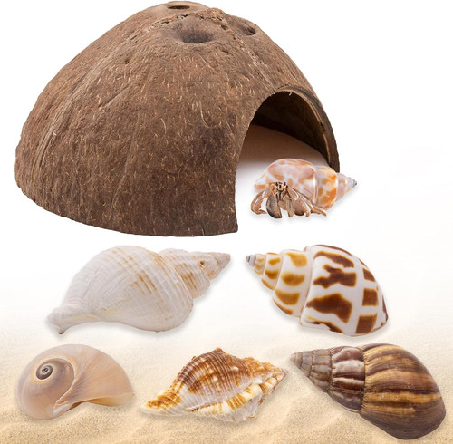 Hermit crab shells coconut - hermit,