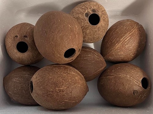 Whole coconut shell 100 - whole, 100%