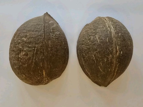 Lot coconut shell halves - 56,