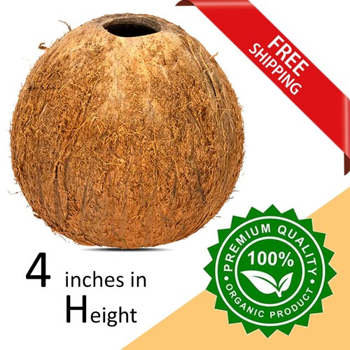 Whole coconut shell 100 - whole,