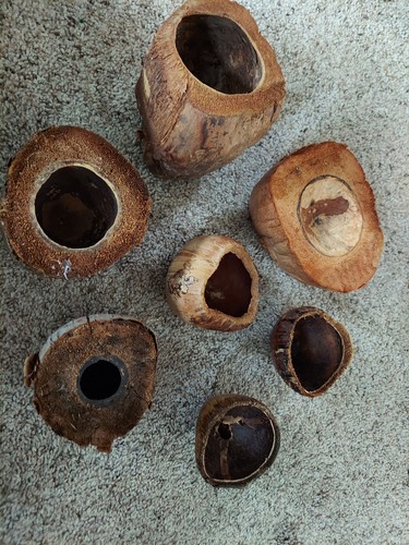 Coconut shells cut bowls - shells,