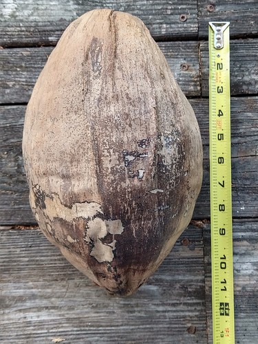 Huge natural dried coconut - 11",