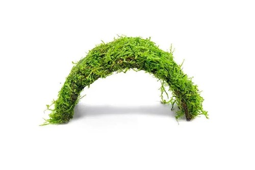 Christmas moss coconut - christmas,